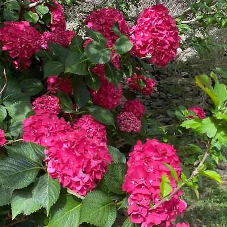 Sorriso 2* Вернацца