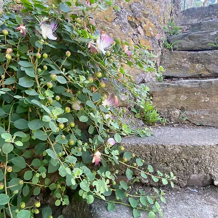 Sorriso ホテル ヴェルナッツァ